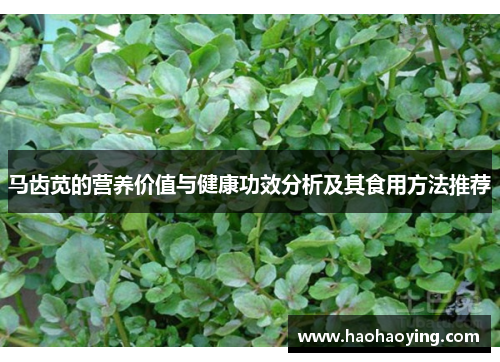马齿苋的营养价值与健康功效分析及其食用方法推荐